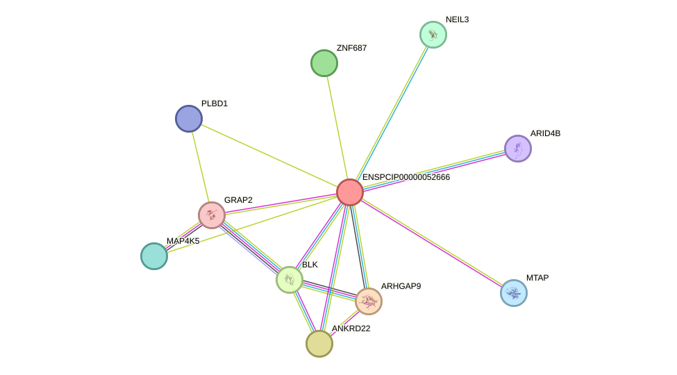 STRING protein interaction network