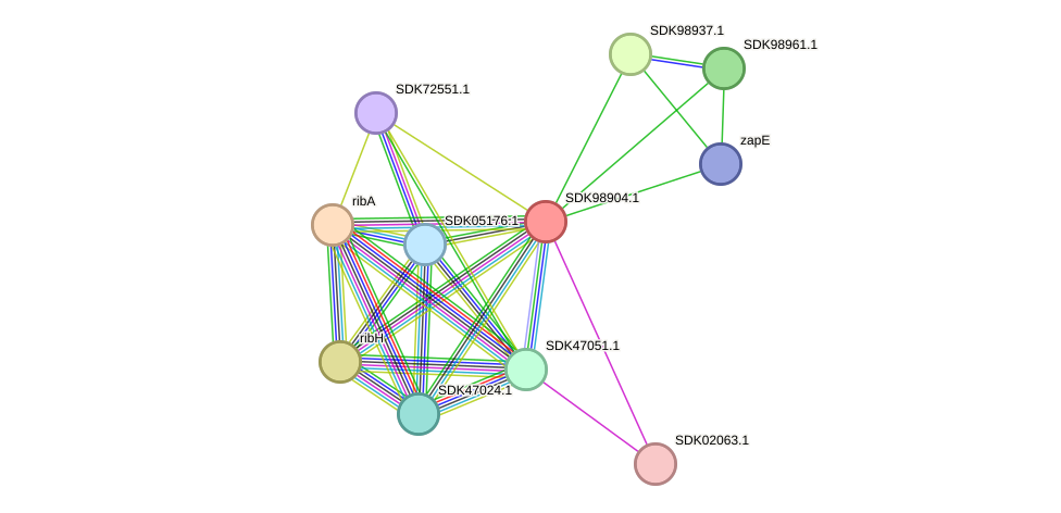 STRING protein interaction network