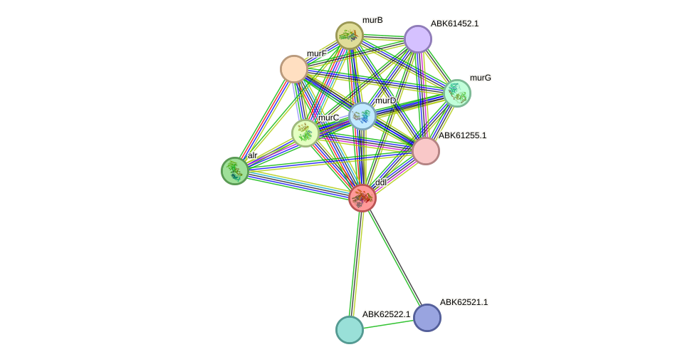 STRING protein interaction network