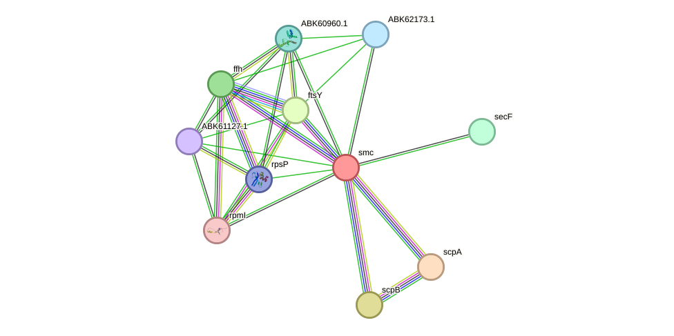 STRING protein interaction network