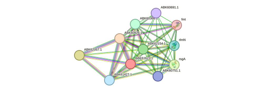 STRING protein interaction network