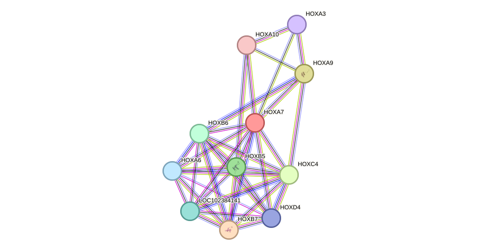 STRING protein interaction network