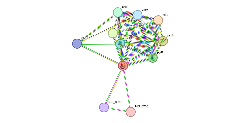 STRING protein interaction network