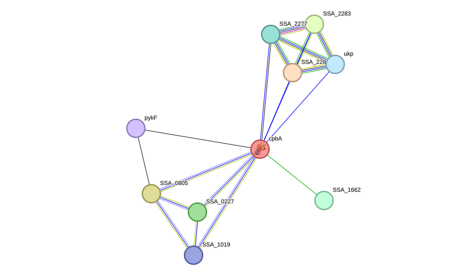 STRING protein interaction network