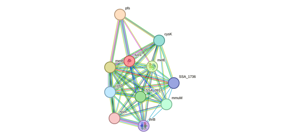 STRING protein interaction network