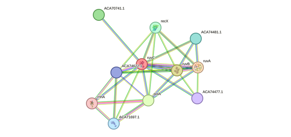 STRING protein interaction network