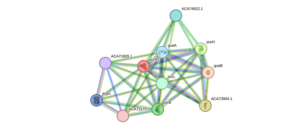 STRING protein interaction network