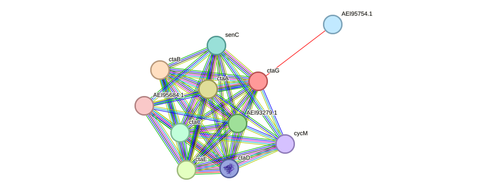 STRING protein interaction network