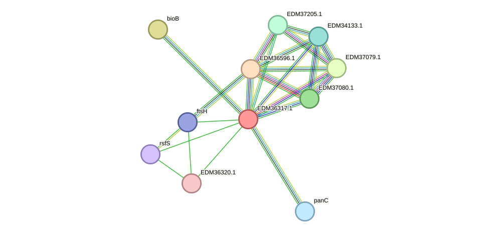 STRING protein interaction network