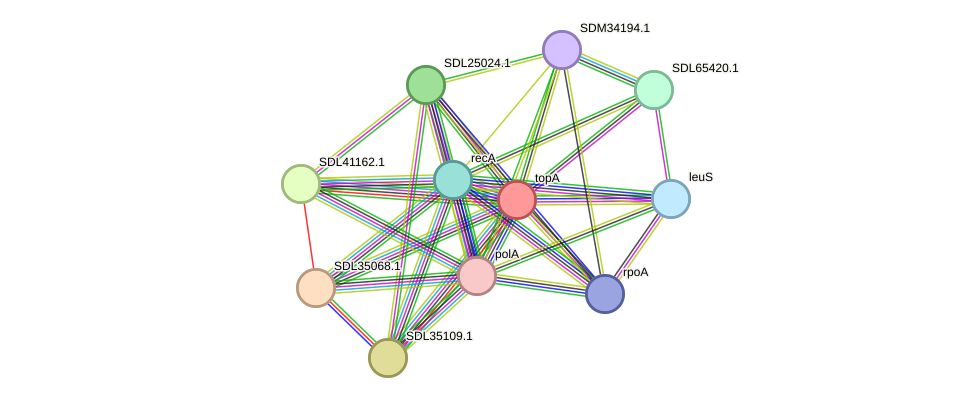 STRING protein interaction network