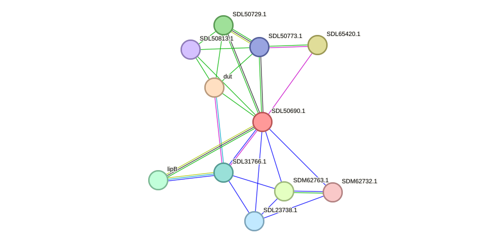 STRING protein interaction network