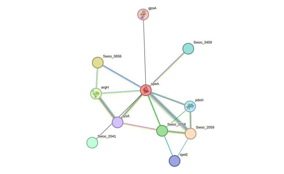 STRING protein interaction network