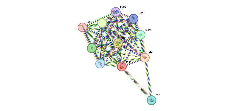 STRING protein interaction network