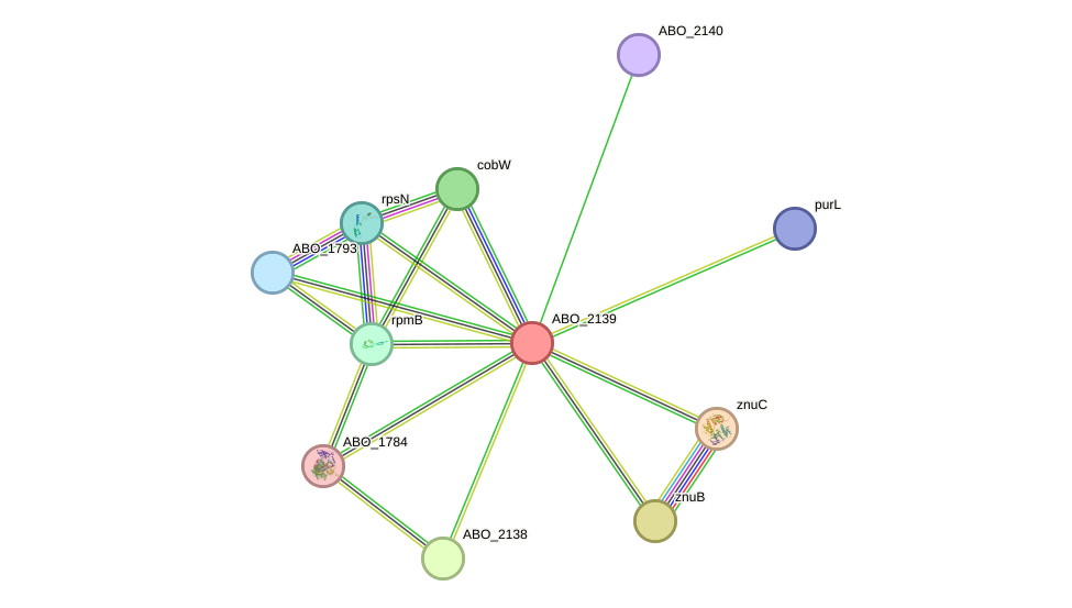STRING protein interaction network