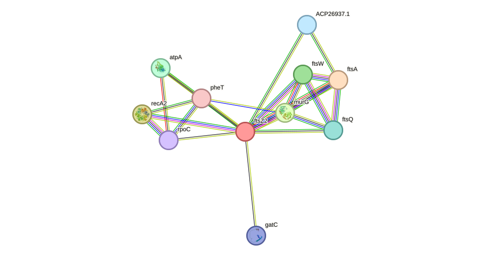 STRING protein interaction network
