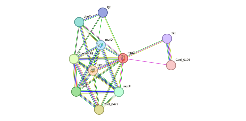 STRING protein interaction network