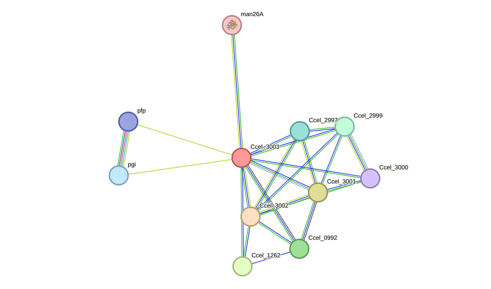 STRING protein interaction network