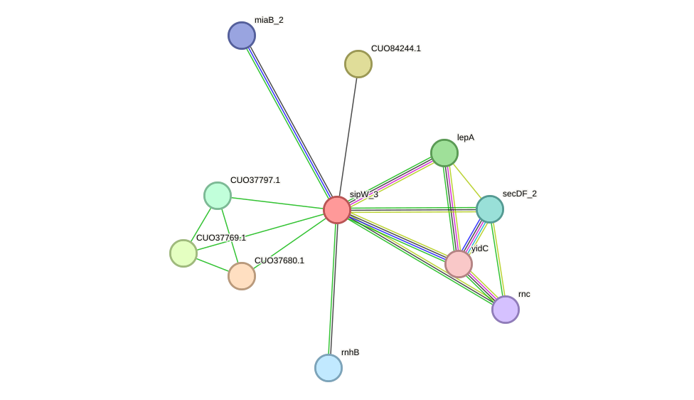 STRING protein interaction network