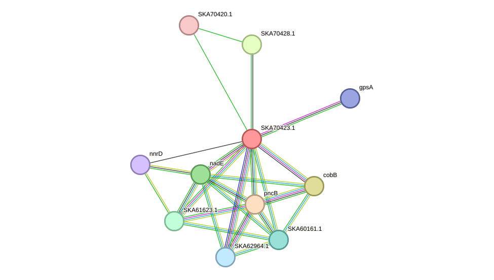 STRING protein interaction network