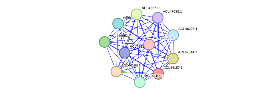 STRING protein interaction network