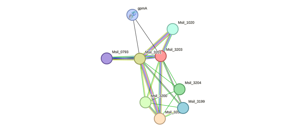 STRING protein interaction network