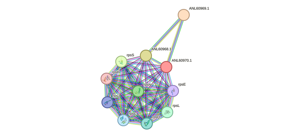 STRING protein interaction network