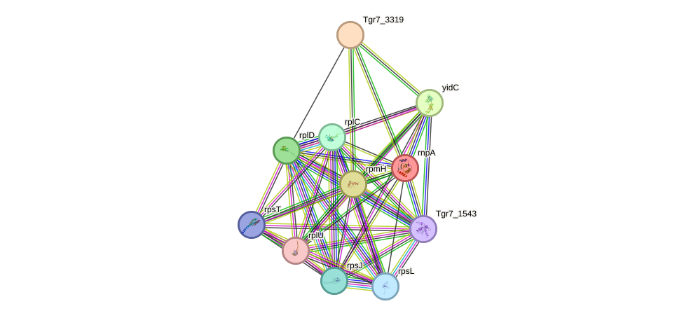 STRING protein interaction network