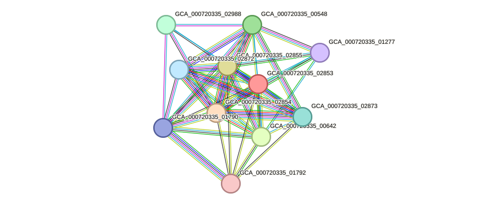 STRING protein interaction network