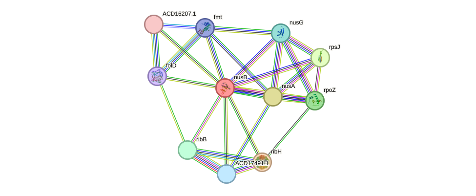 STRING protein interaction network