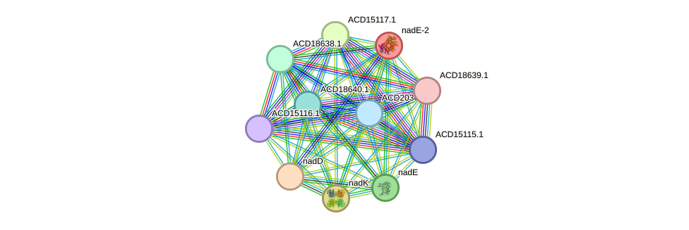 STRING protein interaction network