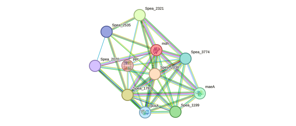 STRING protein interaction network