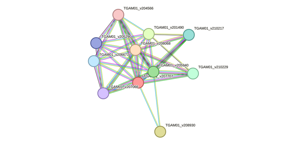 STRING protein interaction network