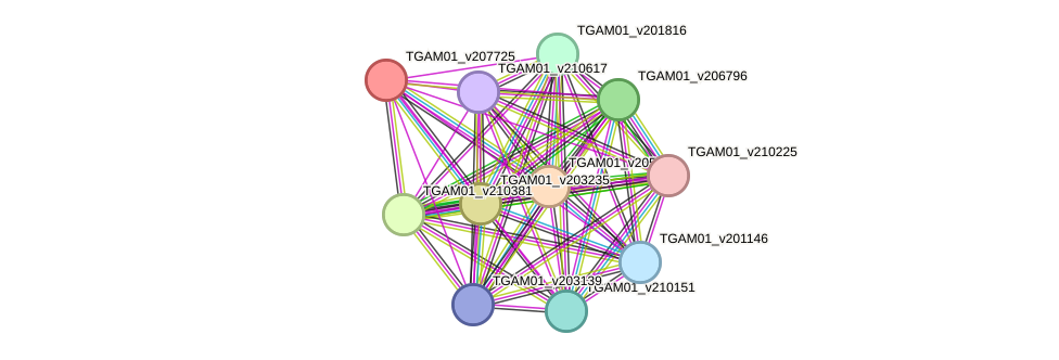 STRING protein interaction network