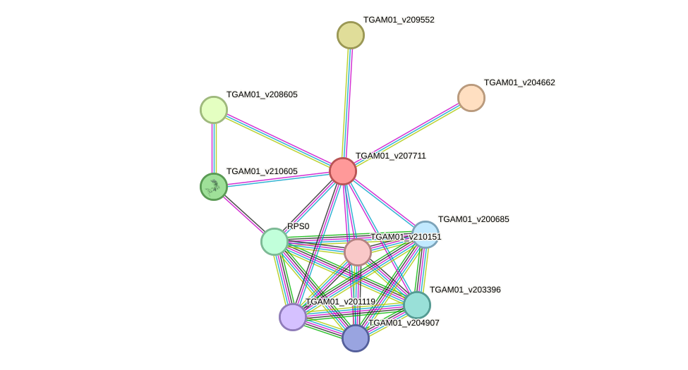 STRING protein interaction network