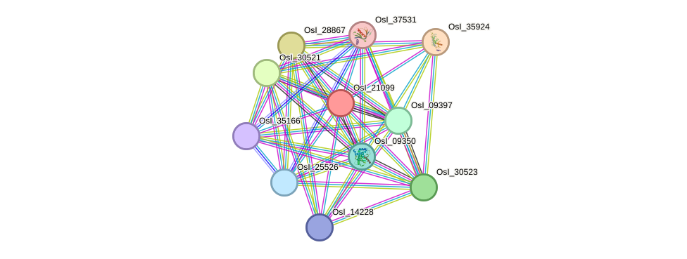 STRING protein interaction network