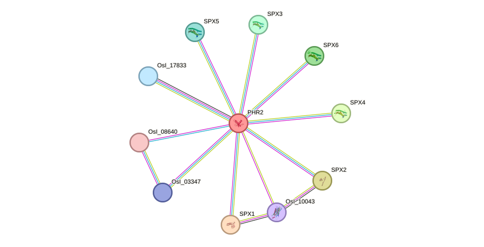 STRING protein interaction network