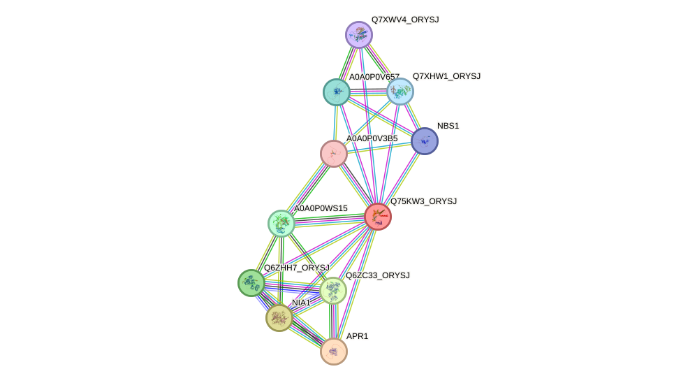 STRING protein interaction network