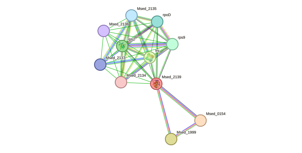 STRING protein interaction network