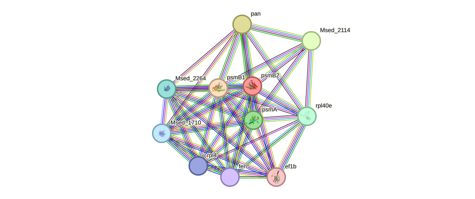 STRING protein interaction network