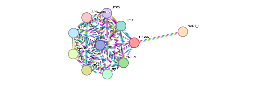 STRING protein interaction network