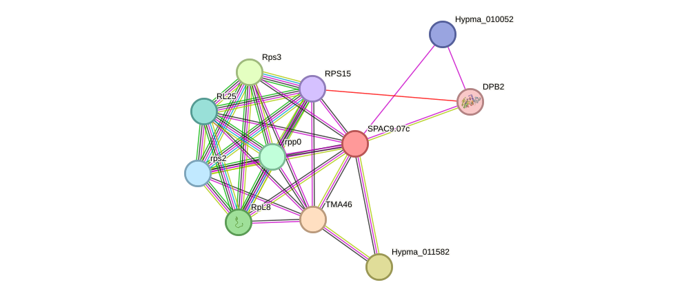 STRING protein interaction network