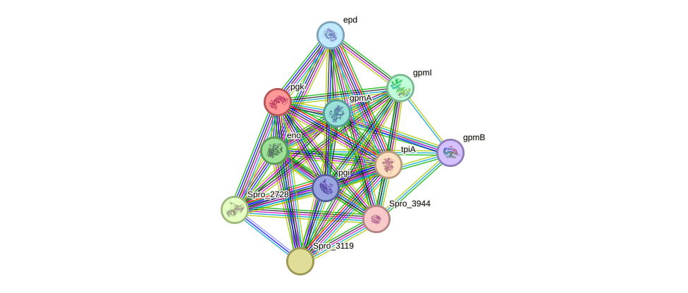 STRING protein interaction network