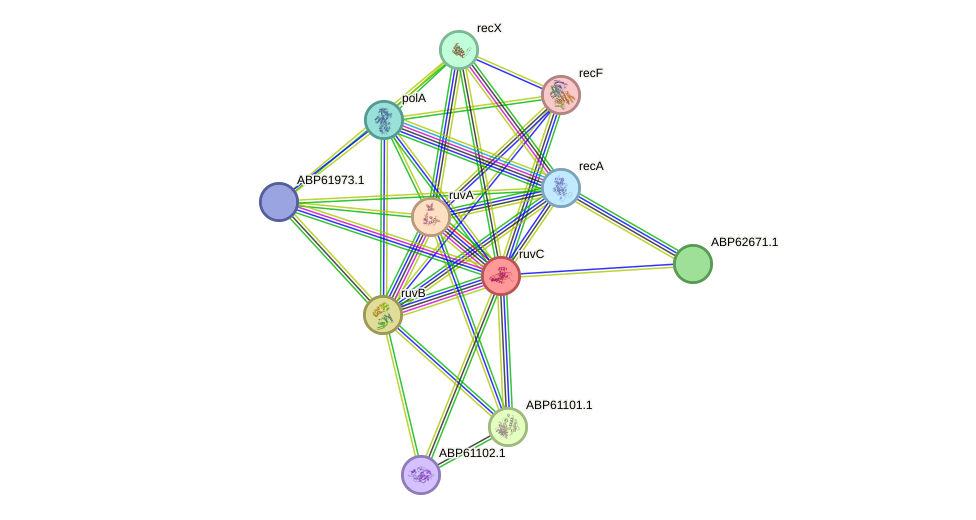 STRING protein interaction network