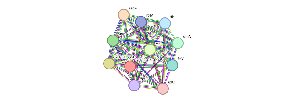 STRING protein interaction network