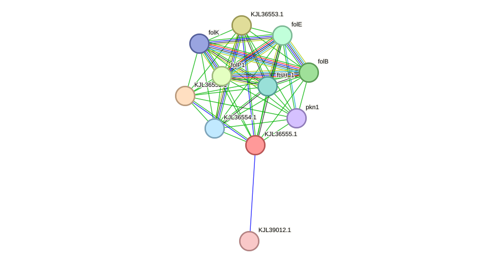 STRING protein interaction network