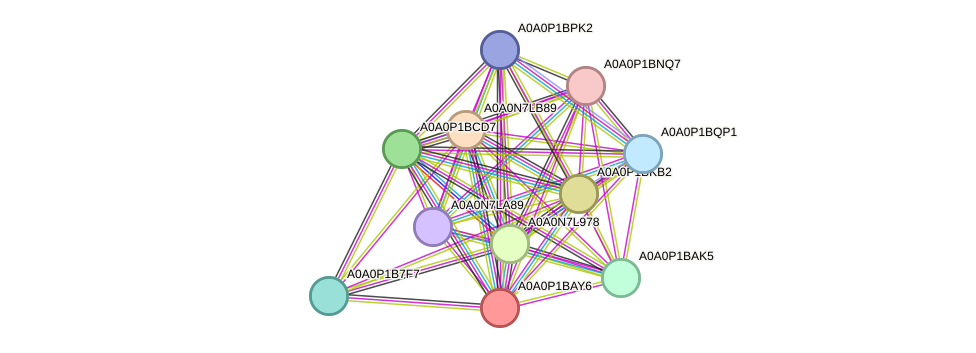 STRING protein interaction network