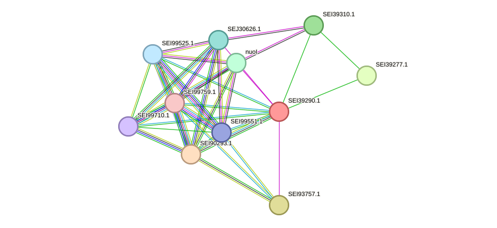 STRING protein interaction network