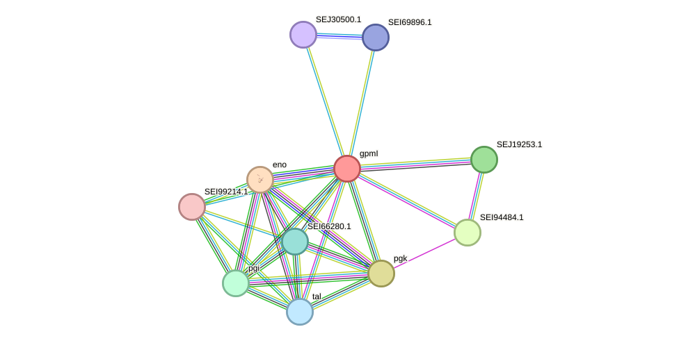 STRING protein interaction network