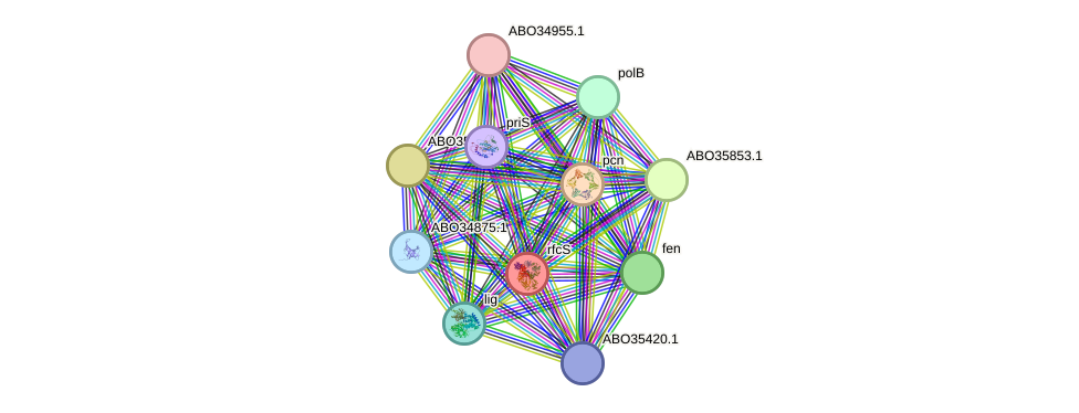 STRING protein interaction network