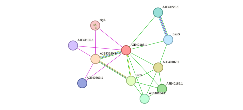 STRING protein interaction network